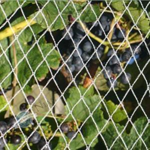 Lowes bird netting plastic anti bird net for agriculture orchards