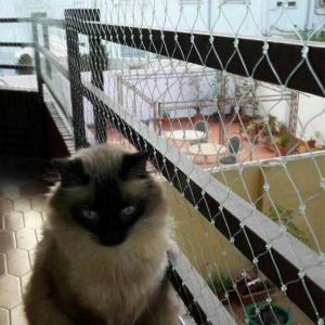 Transparent cat safety net for balcony